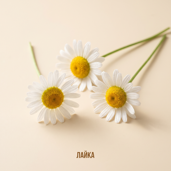 Лайка