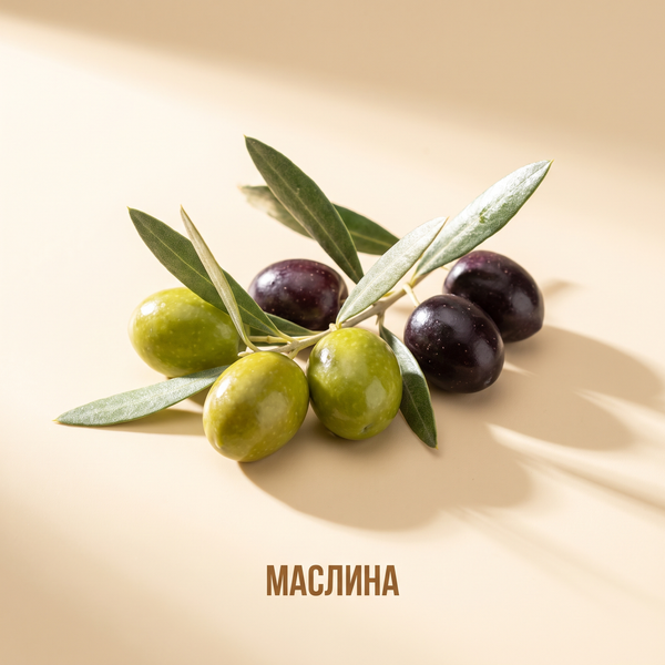 Маслина