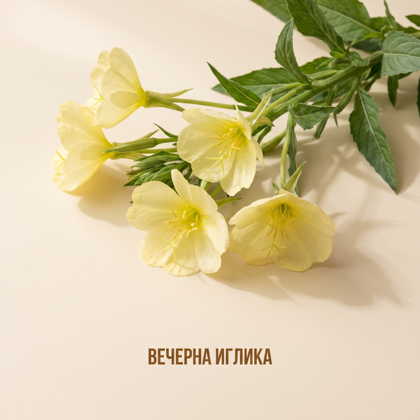 Вечерна иглика