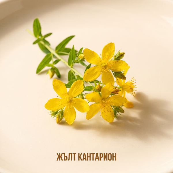 Жълт кантарион