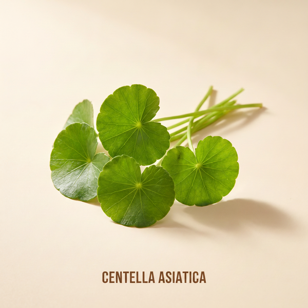Centella asiatică