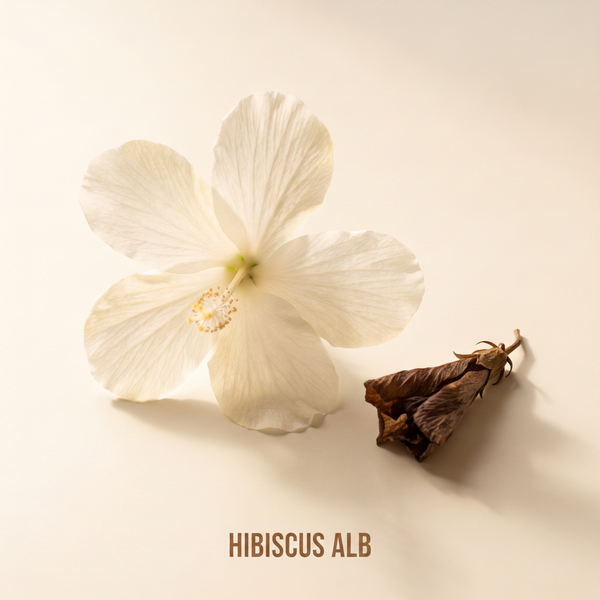 Hibiscus alb