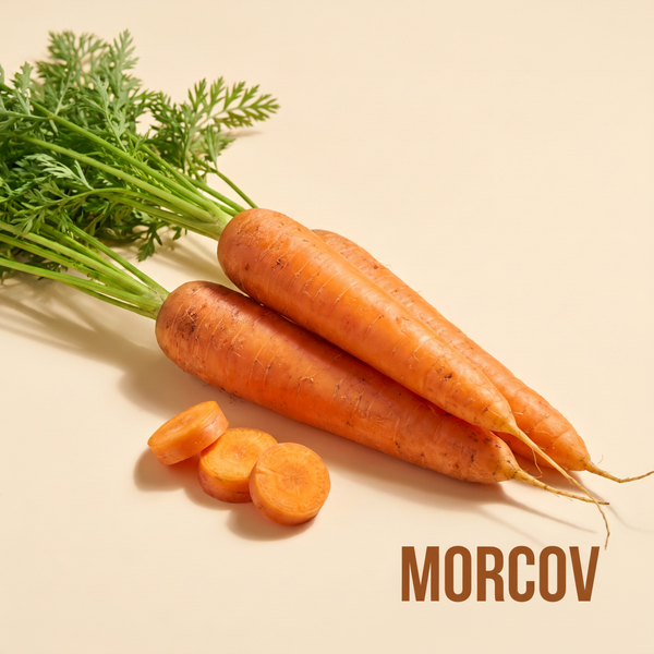 Morcov