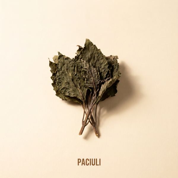 Paciuli