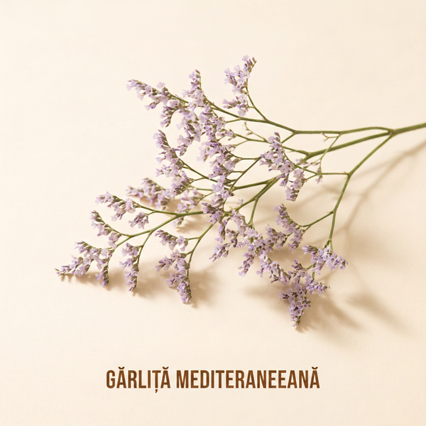Turtur mediteranean